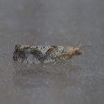 49.233 - Epinotia solandriana