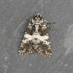 73.282 - Varied Coronet