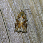 49.015 - Archips xylosteana