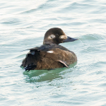 Velvet Scoter