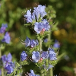 Vipers Bugloss