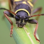 Wasp Beetle