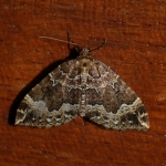 70.103 - Water Carpet