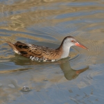Water Rail