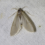 63.115 - Acentria ephemerella
