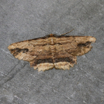 70.257 - Waved Umber