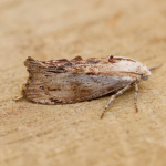 62.006 - Galleria mellonella