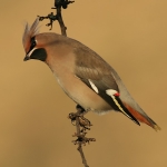 Waxwing