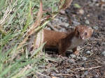 Weasel