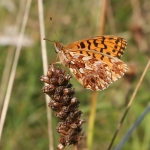 Weavers Fritillary