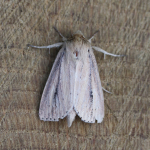 73.151 - Webb's Wainscot
