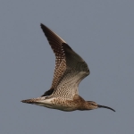Whimbrel