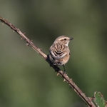 Whinchat