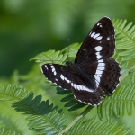White Admiral