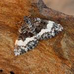 70.073 - White-banded Carpet