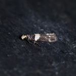 35.157 - Recurvaria leucatella