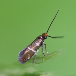 Micropterigidae