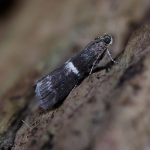 62.010 - Elegia similella