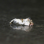 49.136 - Cochylis hybridella