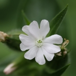 White Campion