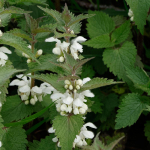 White Dead-nettle