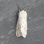 72.020 - White Ermine