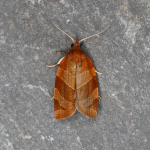 49.023 - Pandemis cinnamomeana