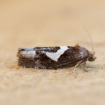 49.288 - Epiblema foenella