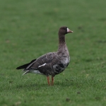 White-fronted Goose