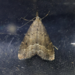72.062 - White-line Snout