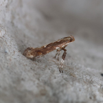 15.017 - Calybites phasianipennella
