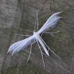 Pterophoridae