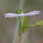 White Plume Moth