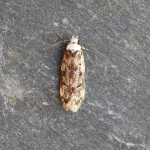 28.009 - Endrosis sarcitrella