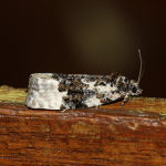 49.149 - Apotomis turbidana