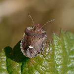 White-shouldered Shieldbug