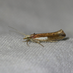 17.010 - Ypsolopha parenthesella
