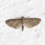 70.160 - White-spotted Pug