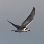 White-winged Black Tern