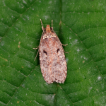 32.010 - Agonopterix conterminella