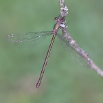 Willow Emerald Damselfly