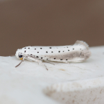 16.005 - Yponomeuta rorrella