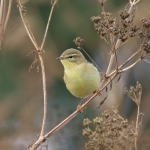 Willow Warbler