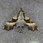 Macro Moths