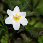 Wood Anemone