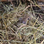 Wood Mouse