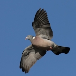 Wood Pigeon