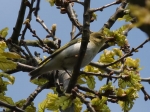 Wood Warbler