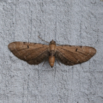 70.179 - Wormwood Pug