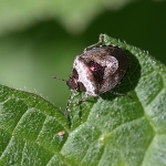 Woundwort Shieldbug